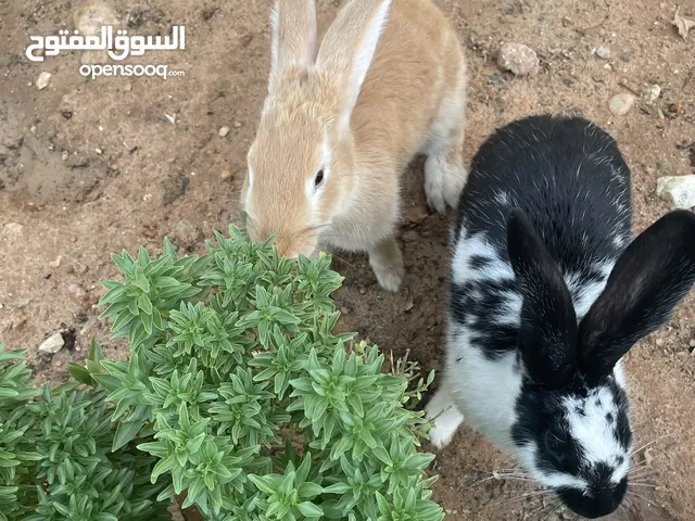 ارانب للبيع