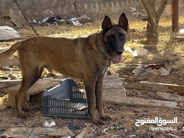متاح ذكر وانتايا مينواا كلاسيكي عمر الذكر سنه وست شهور والانتياا سنه وشهرين مولده ومضمونه
