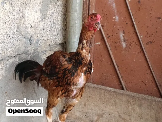 بيع ديك باكستاني   شوف الوصف..........