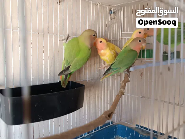 فراخ روز عمر شهرين