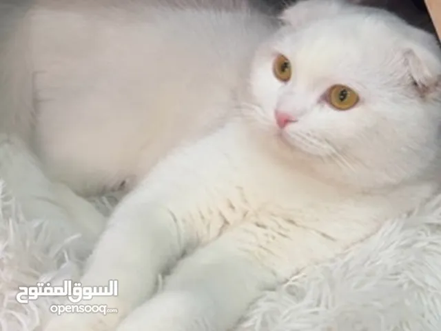 قطه مع أغراضها