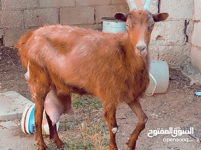 ثنيه سوبر معها توم سخلات