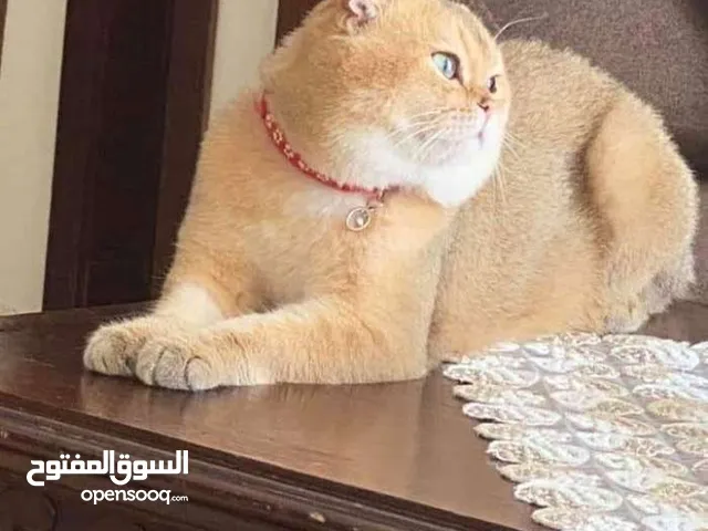 ذكور للتزاوج سكوتش فولد جولد ny11مستورد وسكوتش سلفر شيدد سكوتش ستريت سلفر شيدد سكوتش فولد بلو جولدن