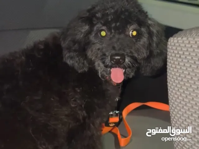 كلب بودل اسود منتج و لعوب و هادي جدا