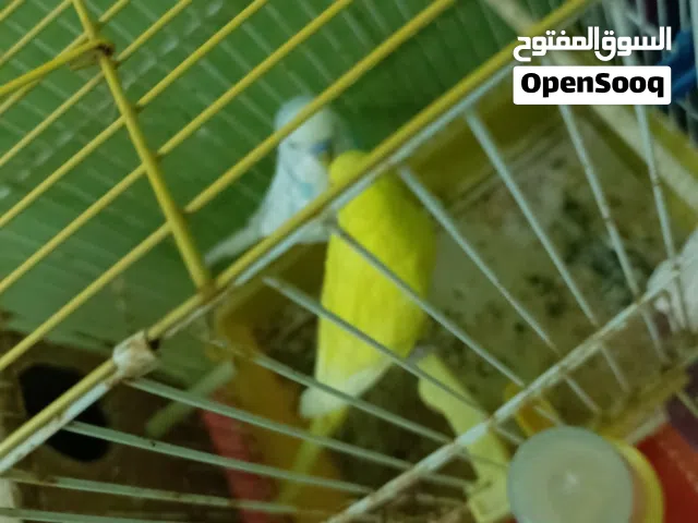 طيور بقلينو