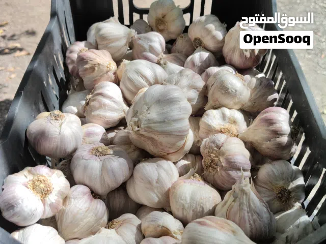 ثوم عماني إنتاج هذه السنة  ولاية المضيبي