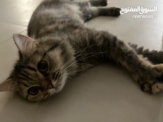 قطه للتبني مطلوب شخص يخاف الله فيها