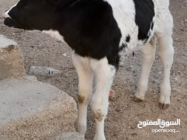 عجله عمرها 20 يوم