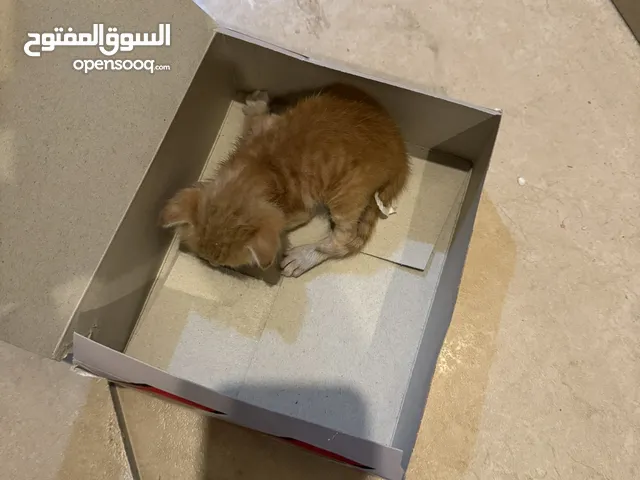 قطة حديثة الولادة للتبني بأسرع وقت
