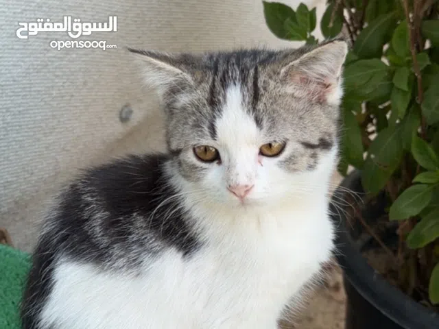 للتبني العاجل قطط العمر 5