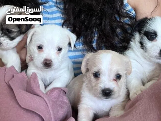 Havanese puppies