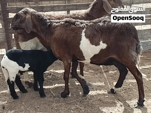 نعجتين هجين تبارك الله السن اول جمع وحده والده خروف والتانيه ضناها مبيوع
