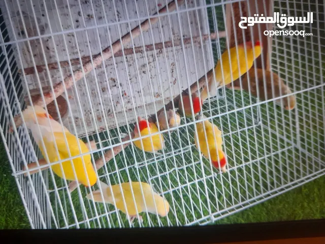 طيور لوفبيرد