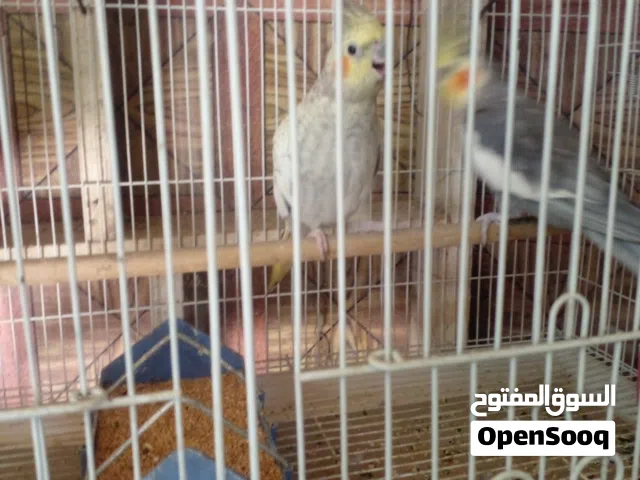 زوج كوكتيل مالات بيت للبيع ارخص من السوك نظاف ب45 وبيه مجال شويه لشراي