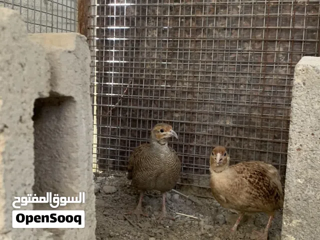 صفارد  باكستانية للبيع ذكر وأنثى