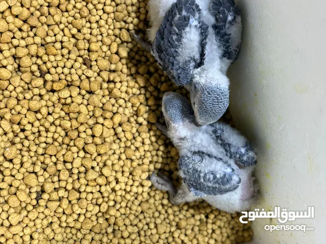 للبيع كاسيكو فروخ