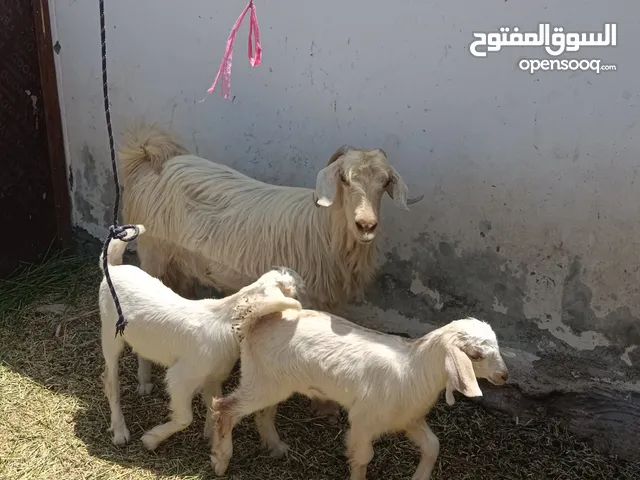 شاه من حلال الجبل الاخضر الجامودي