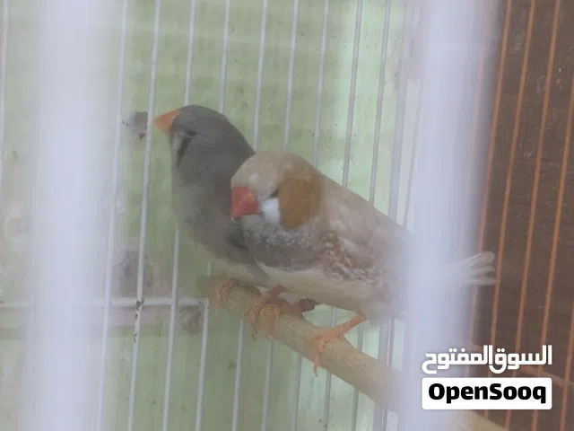 زيبرا مكس التفاصيل بالوصف