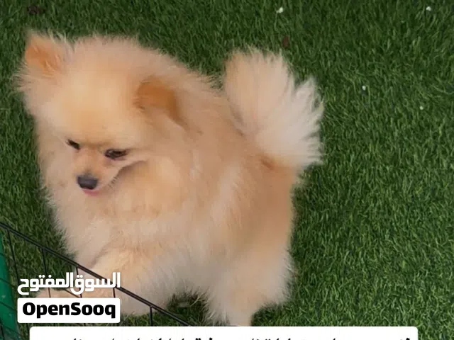 بومارين ذكور