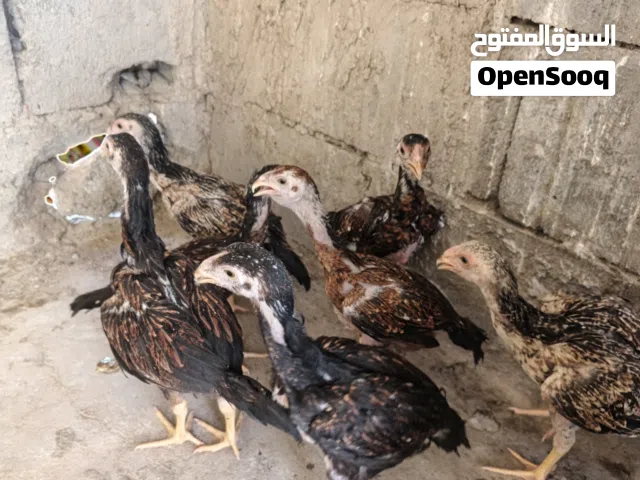 فروجات نفس ما واضح العمر شهرين ونص