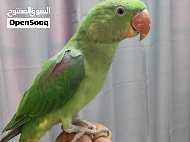 ببغاء نيبالي اليف