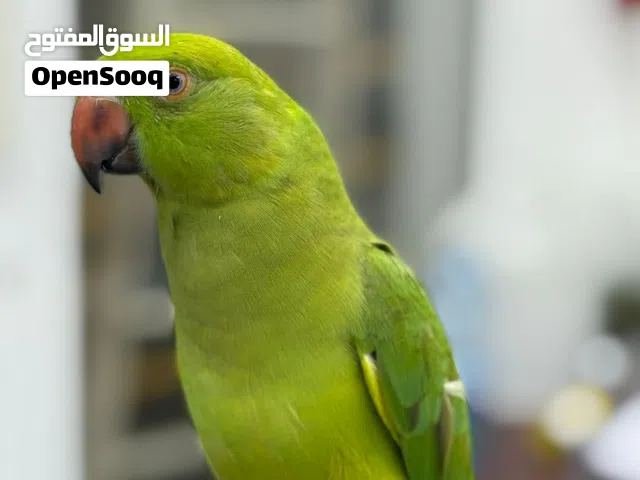 درة هندي للبيع