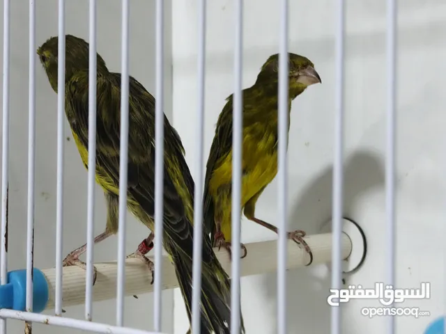 جوز للبيع 55دينار ماركا