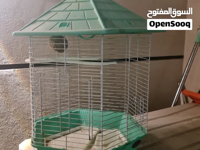 كنارية نثية فول للبيع