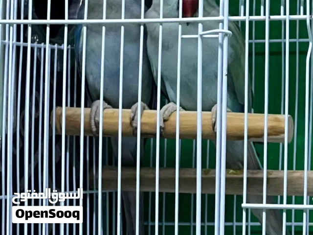 زوج ببغاء درة