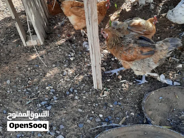 دجاج عربي تبارك الرحمن