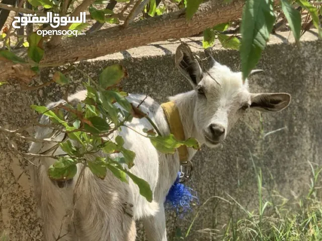 ماعز الله يبارك