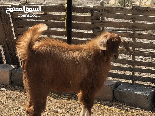 فخل بيور من حلال الجواميد