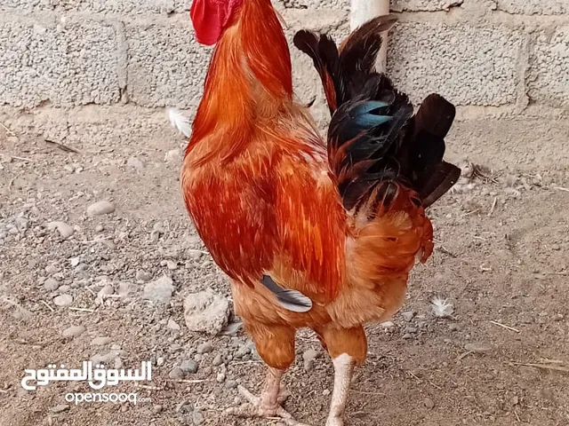 للبيع ديك فرنسي وديايه فرنسيه الموقع شناص سعر الكل 10 ريال