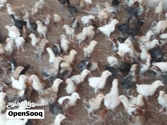 صيصان محلي وفرنسي للبيع