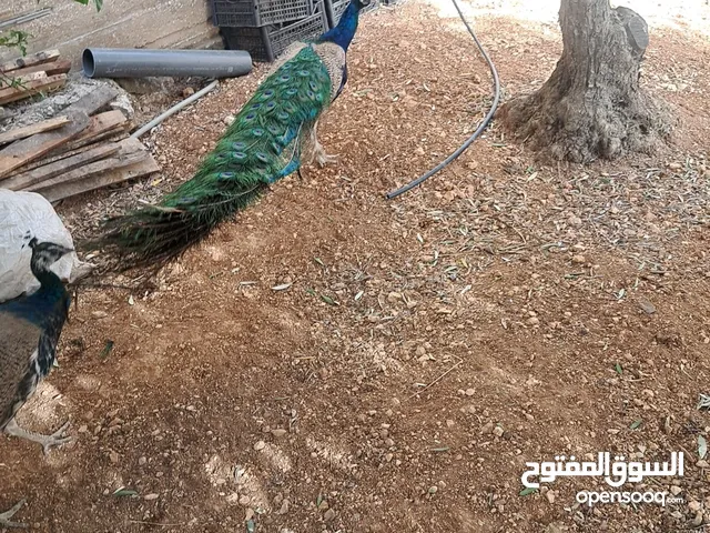 طاووس هندي للبيع بسعر مغري ما بنختلف عالسعر
