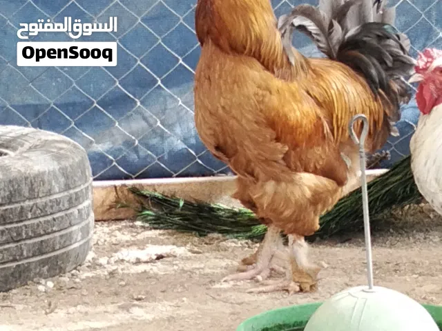 بسم الله مشاء الله للبيع بط ووز وروم و دجاج حبشى دجاج برهما