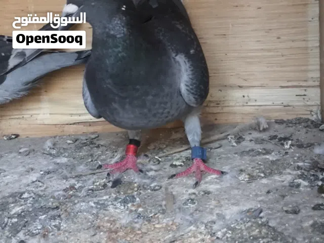 السلام عليكم شباب طيره كويتيه مرتبه كلش حلوه بلحقيقه احلا من صوره 22