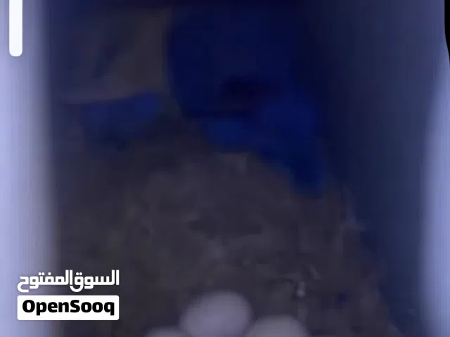 زوج روز منتج الحين تحته بيض