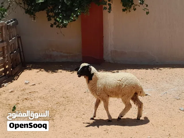 خروف وطني الله يبارك عمره ف5شهور سليم من العيوب..