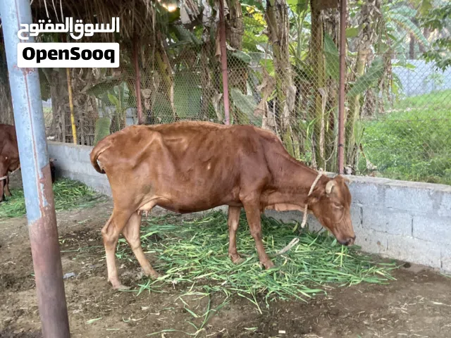 بقر عمانيات حلال الدار