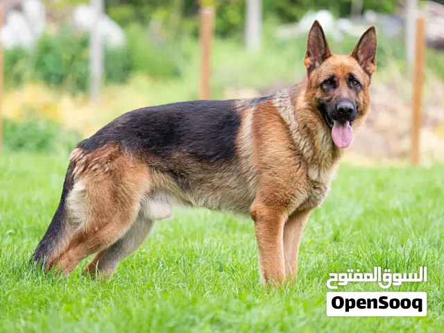 اريد كلب لتبني شرط مكان مرتب