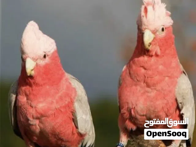 مطلوب كوكاتو او مكاو او كاسكو او لوري