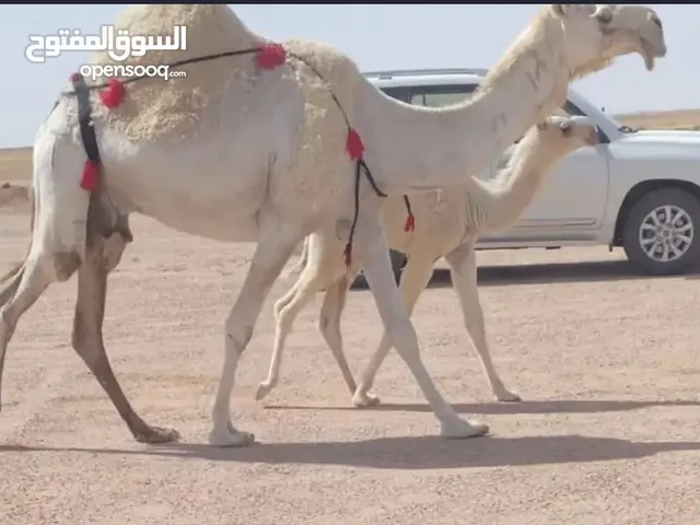 بيع خلفه سنها ثنو عليانيه