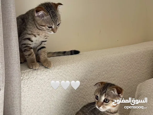 2 سكوتش فولد تايقر