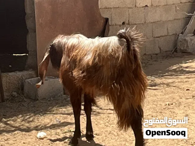 جدي كيف امبدل يضحي الله يبارك