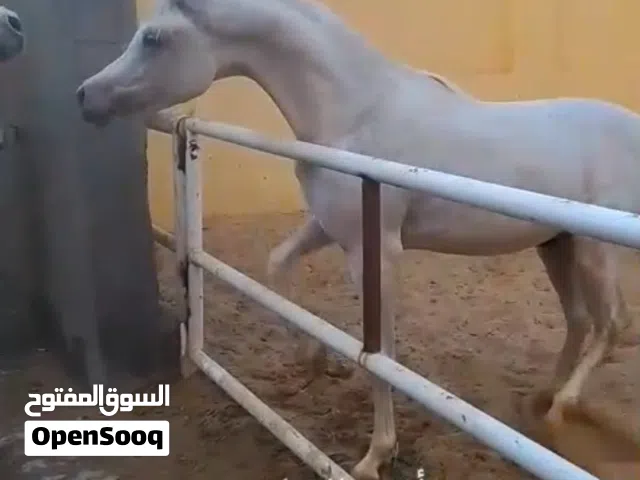 فرصة لن تتكرر لعشاق اصايل الخيول العربية  مهر عربي بجميع الأوراق  نسب رائع