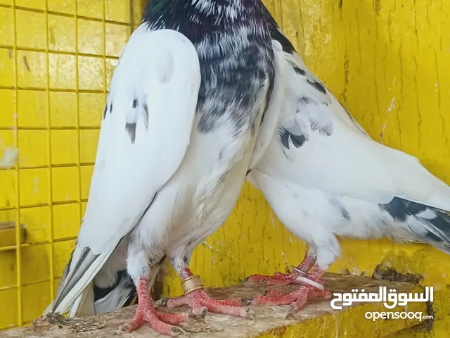 حمام باكستاني بيور تيدي لال بري