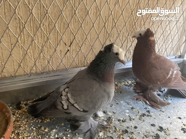 حمام زينة زوجين