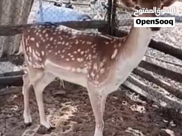 غزال فلودير