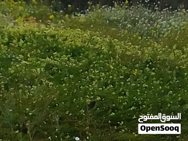 Farm Land for Sale in Jebel Akhdar Sahel El-Jebel